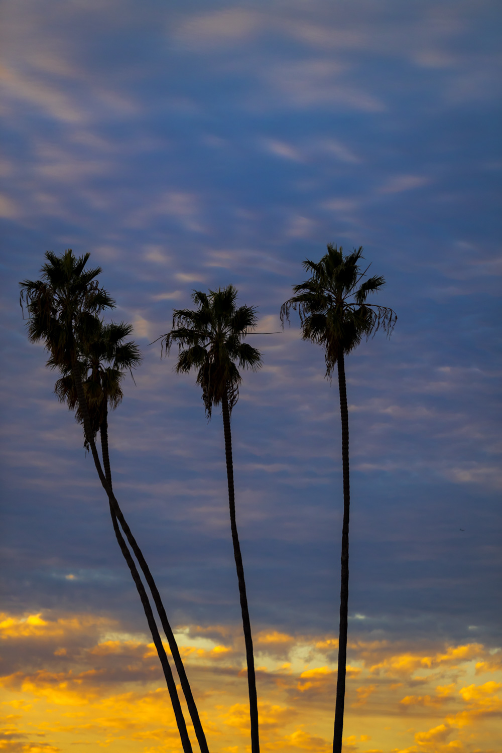 Palm Tree Series #8