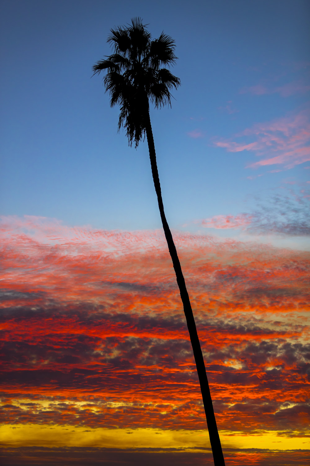 Palm Tree series #10