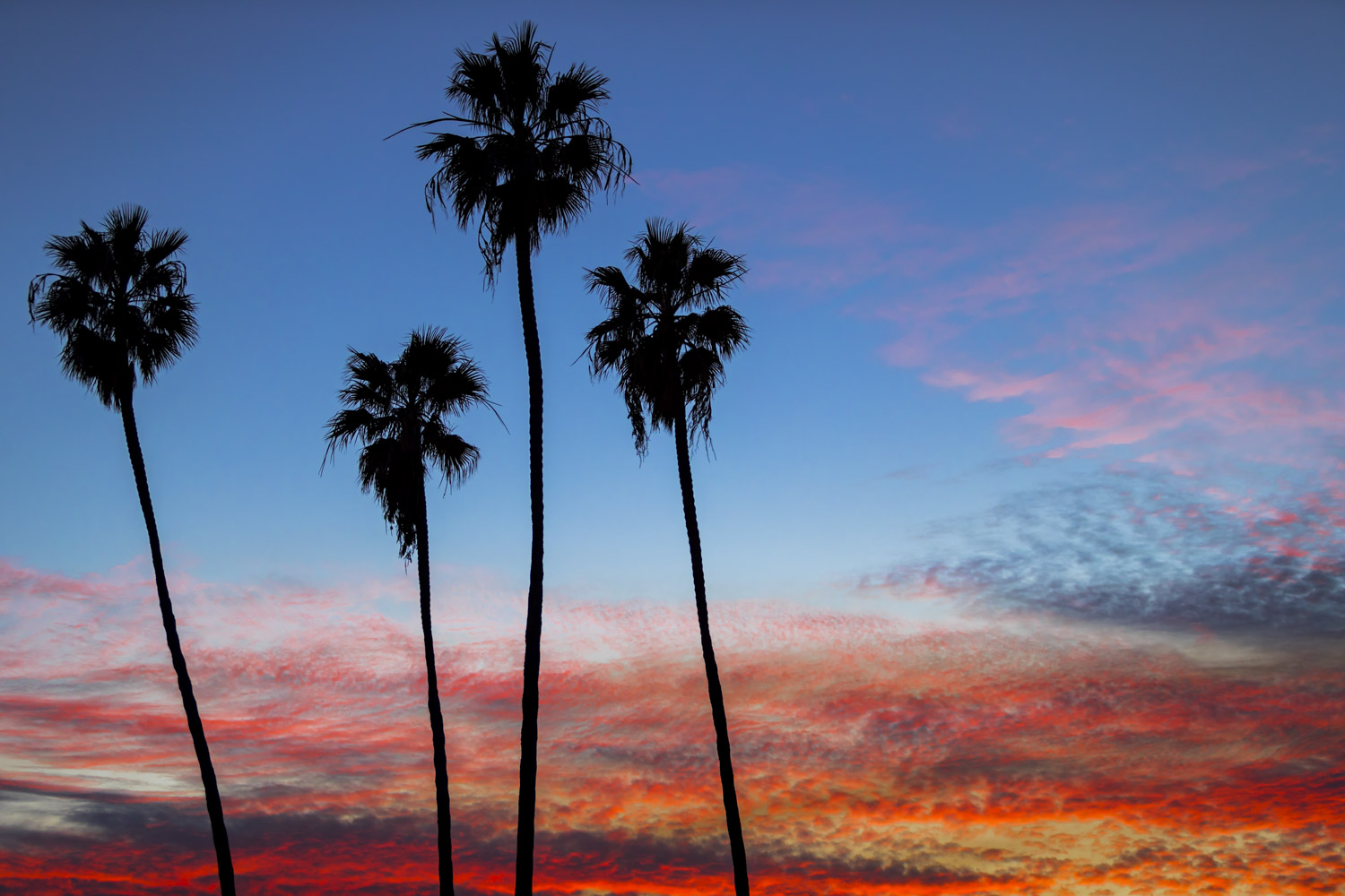 Palm Tree series #11