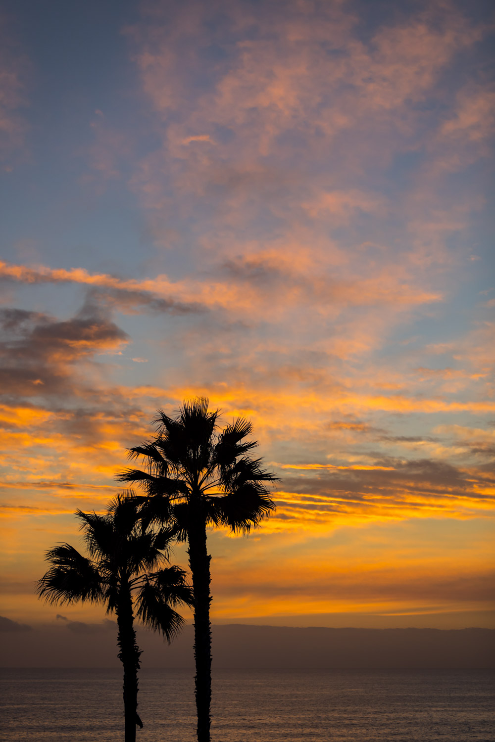 Palm Tree series #13