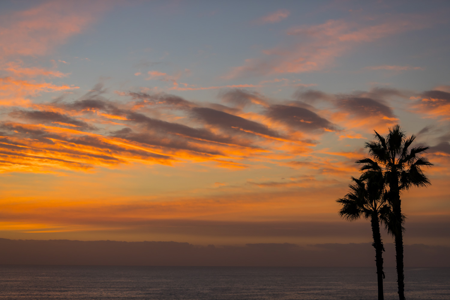 Palm Tree Series #14