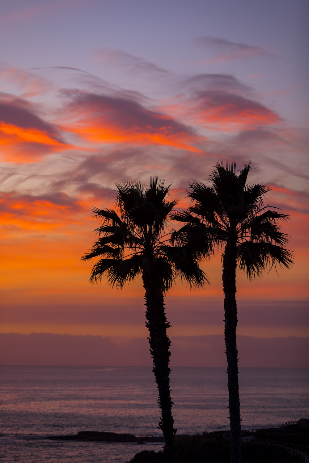 Palm Tree Series #15